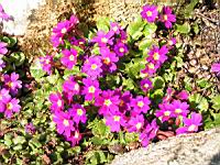 Primula Juliae (fam Primulacees) (Caucase) (03) (Photo F. Mrugala)